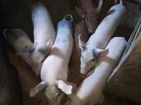 خنزير ذكر, الخنازير — الصورة 1