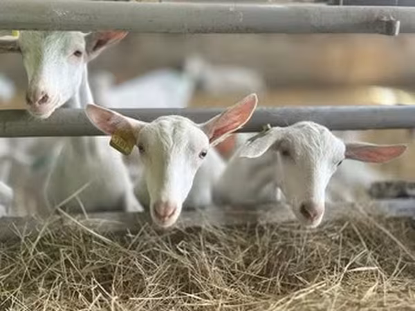 Saanen goat