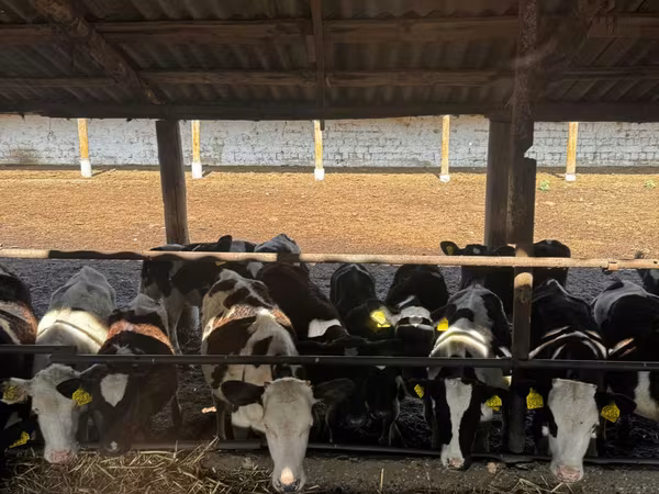 母牛, Cattle