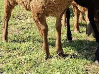 公山羊, Goats — 照片 5