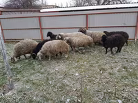 母羊, Sheep — 照片 5