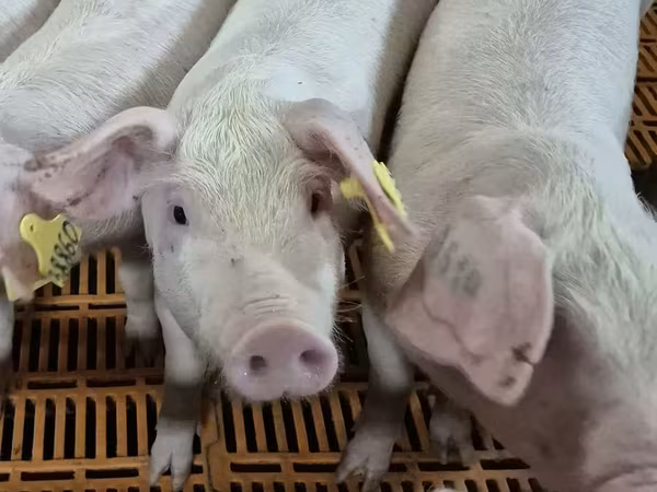 公牛, Cattle — 俄罗斯