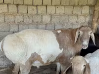 मेढ़ा, Rhon sheep — फ़ोटो 1