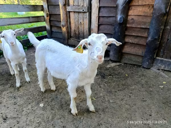 公山羊, Saanen goat — 俄罗斯