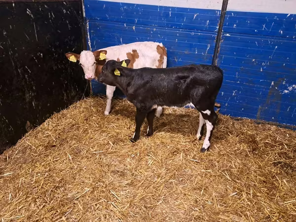 母牛, Cattle