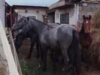 公马, Horse breed — 照片 2
