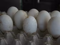 Geese — 照片 1