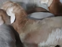 मेढ़ा, Arashan sheep — फ़ोटो 1