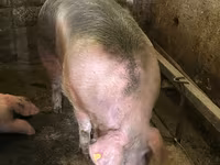母猪, Pigs — 照片 2