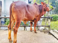 Bull, Cattle — photo 5