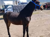 Horse (M), Horses — photo 1