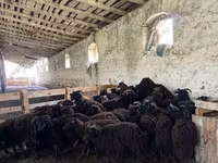 Oveja, Ovejas — foto 1