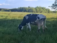 Vaca, Ganado vacuno — foto 8