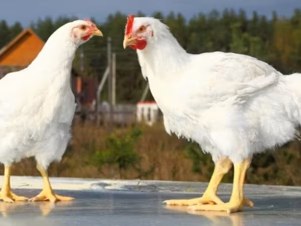 Chickens