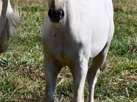 母马, Quarter Horse — 照片 2