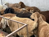 भेड़, भेड़ — फ़ोटो 4
