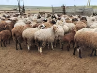 Widder, Edilbay sheep — Foto 7