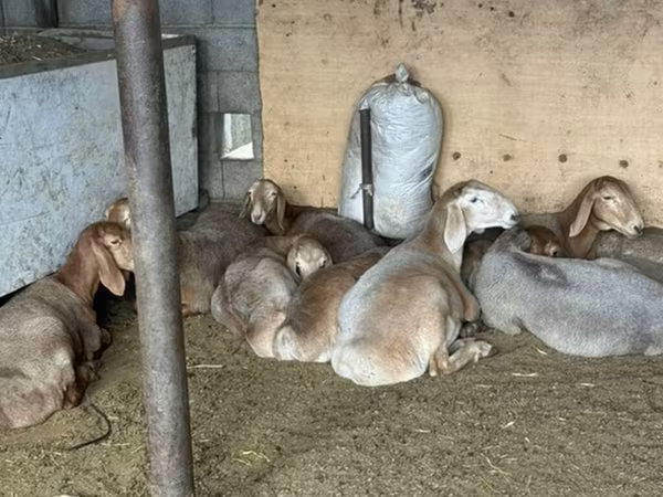 Cabra, Cabras — Kirguistán