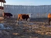 母牛, Holstein breed — 照片 5