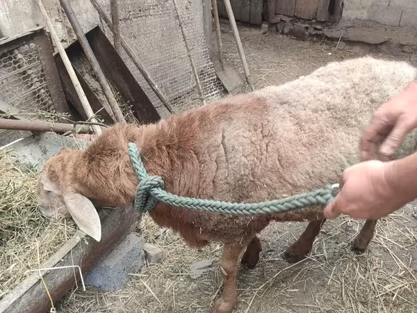 Sheep