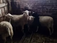 公羊, Katum sheep — 照片 2