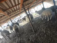 Oveja, Ovejas — foto 2