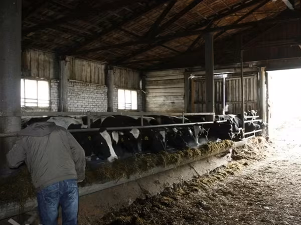 母牛, Cattle — 俄罗斯
