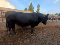 公牛, Aberdeen-Angus — 照片 3