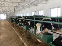 母牛, Holstein breed — 照片 6