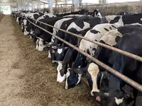 Kuh, Yaroslavl cattle — Foto 1