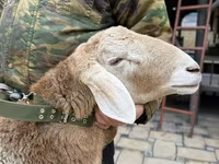 公羊, Sheep — 照片 8
