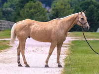 Caballo, Quarter Horse — foto 3