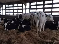 母牛, Holstein breed — 照片 1