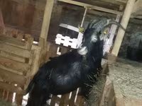 عنزة, Alpine goat — الصورة 3