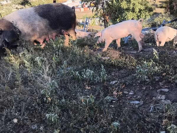 公猪, Pigs
