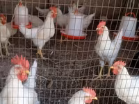Leghorn — photo 3