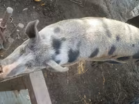 公猪, Pigs — 照片 1