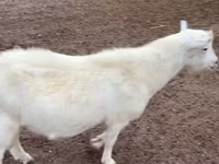 公山羊, Saanen goat — 照片 1