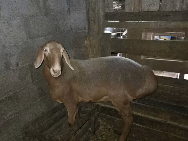 Oveja, Arashan sheep — Kirguistán