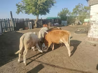 Vaca, Ganado vacuno — foto 3