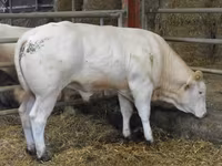 ثور, Blonde d’Aquitane cattle — الصورة 6