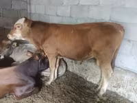 公牛, Simmental cattle — 照片 4
