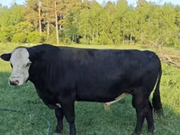 Toro, Raza Holstein — foto 4