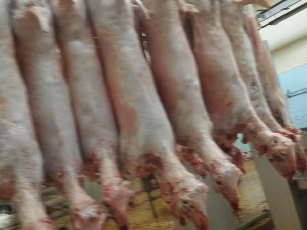 Продам баранину ягнят