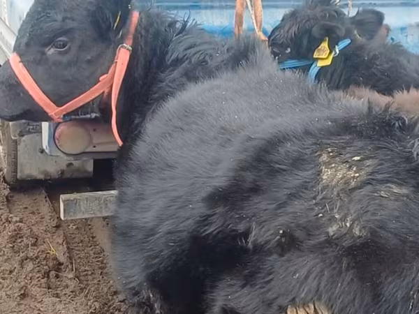 Aberdeen-Angus
