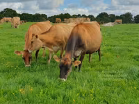 Kuh, Jersey-Rasse — Foto 4