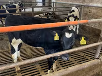 Cow, Holstein breed — photo 4