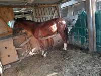 母马, Horses — 照片 1