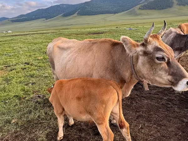 Vaca, Ganado vacuno — Mongolia