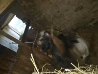 عنزة, Alpine goat — الصورة 5
